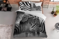 anmarposciel-holland-natura-zebra.jpg